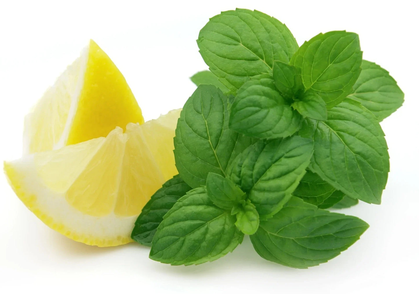 Organic Lemon Mint Seeds - Heirloom NON-GMO Lemon Bee Balm - Aromatic Lemon-Scented Herb - Monarda citriodora