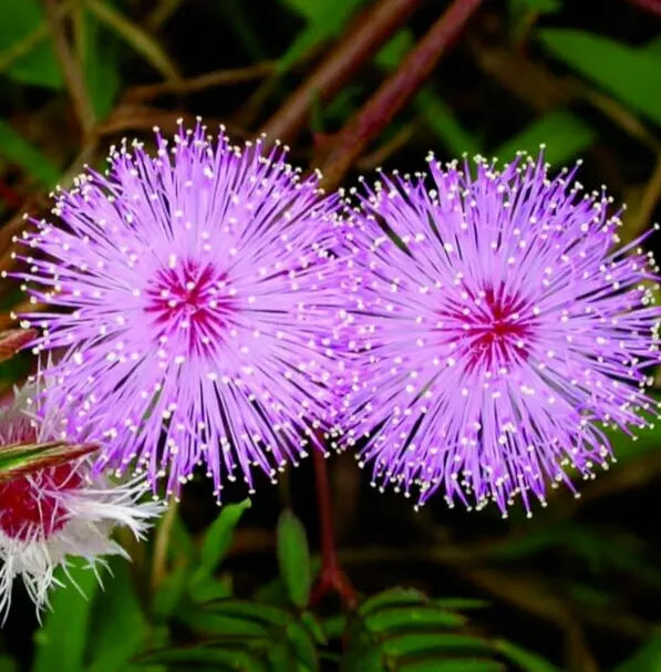 Mimosa Flower Seeds 100+ Sensitive Plant Annual Wildflower - Mimosa pudica Garden Seeds