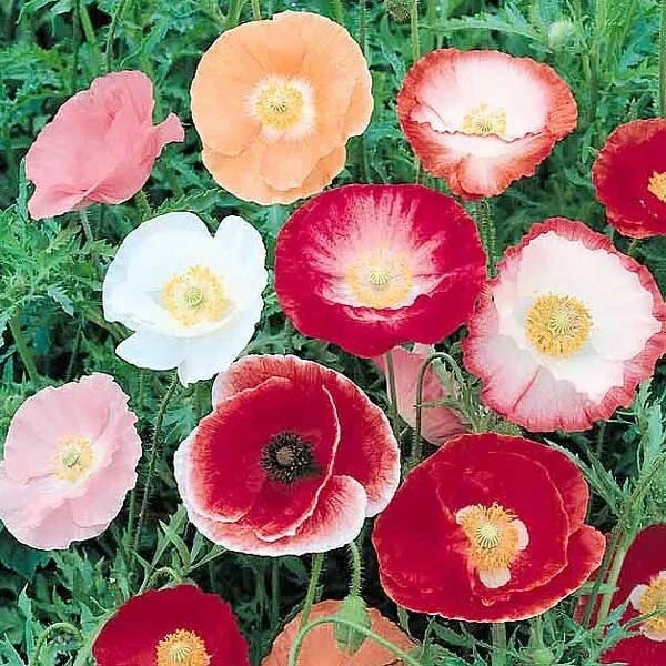 Shirley Poppy Seeds - Heirloom Non-GMO Papaver rhoeas - 200+ Seeds for Borders & Cut Flowers