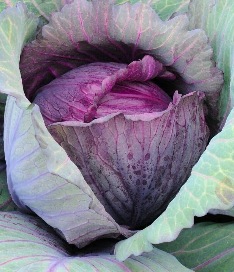 Red Acre Cabbage Seeds - 2g Premium Brassica oleracea var. capitata for Home Garden, Compact, Nutrient-Rich, Non-GMO Seed Pack