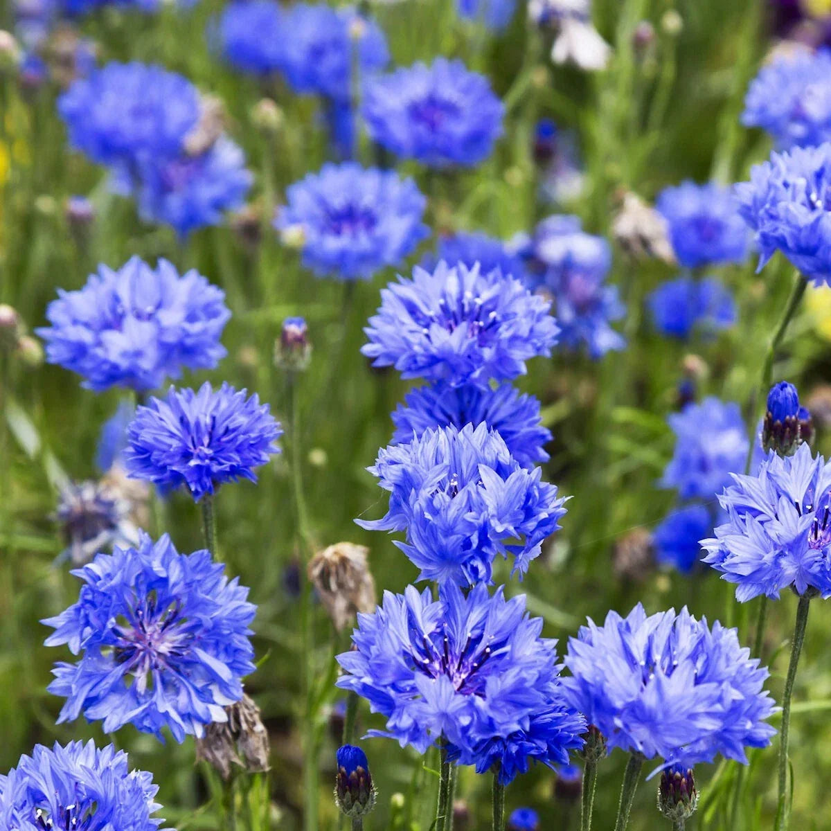 Wildflower Seeds 1 Lb Tall Blue Bachelor Button Cornflower (Centaurea cyanus) - Everwilde Farms