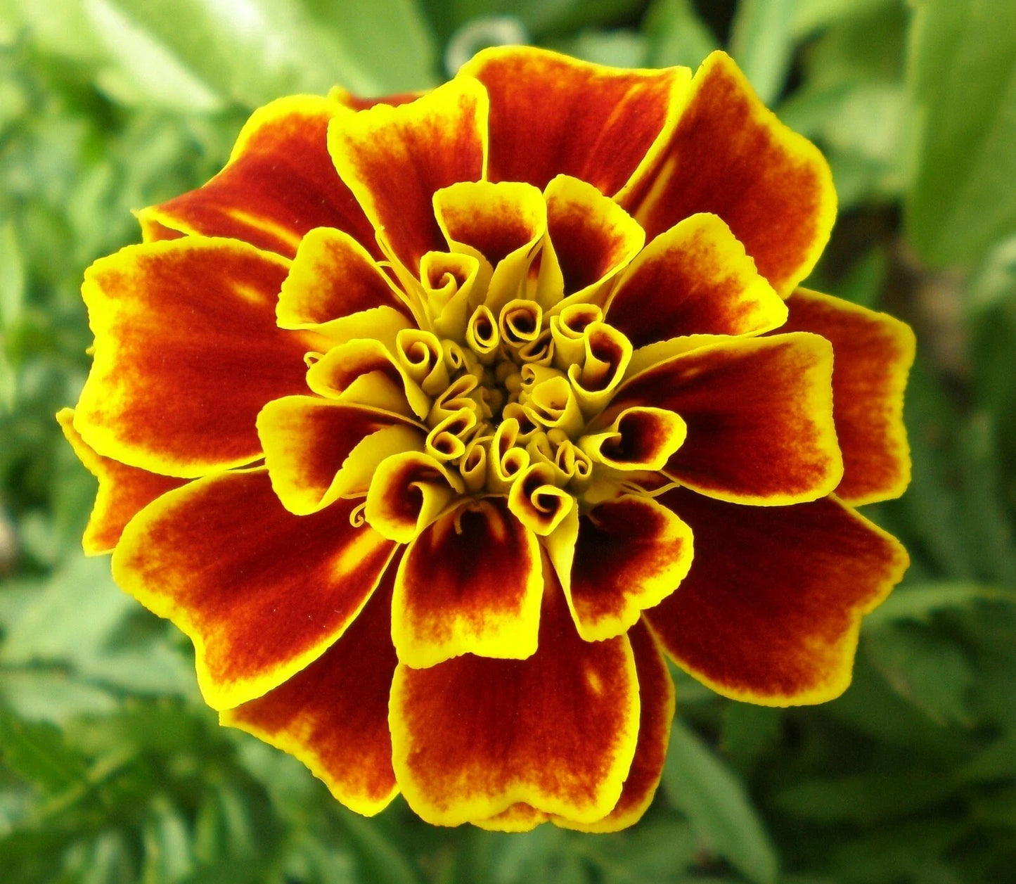 French Marigold Seeds - Tagetes Patula 'Durango' - 20 Pack for Borders, Containers, Garden Beds, Vibrant Flowers