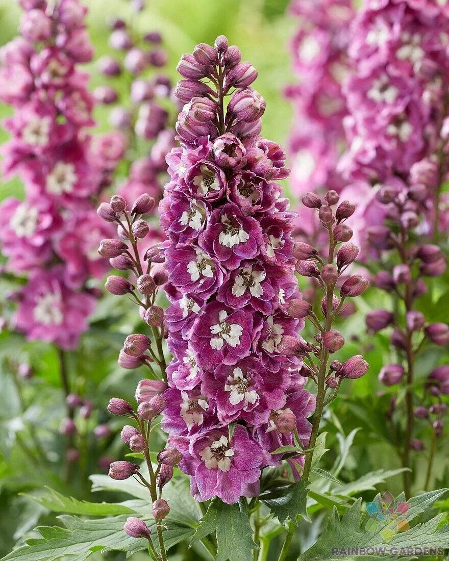 Bee Delphinium Seeds - 200+ Pink and White, Delphinium elatum, Garden Planting, Attracts Pollinators, USA Grown, Free Shipping