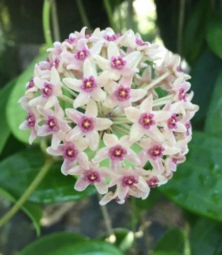 Hoya hanhiae Rooted Houseplant in 2.5" Pot, Indoor Vining Plant with Waxy Leaves, Easy Care