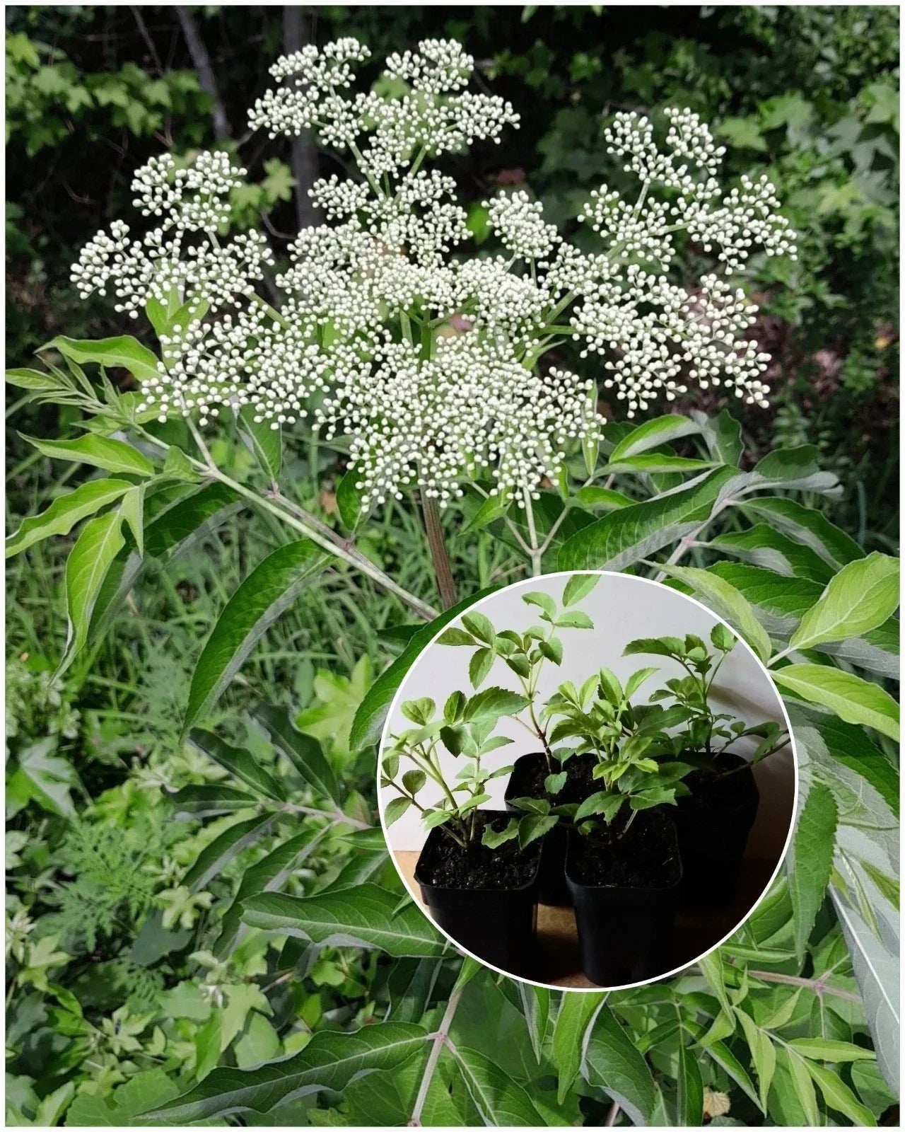 American Elderberry Starter Plant - Sambucus canadensis - Edible Berries & Drought Tolerant Shrub