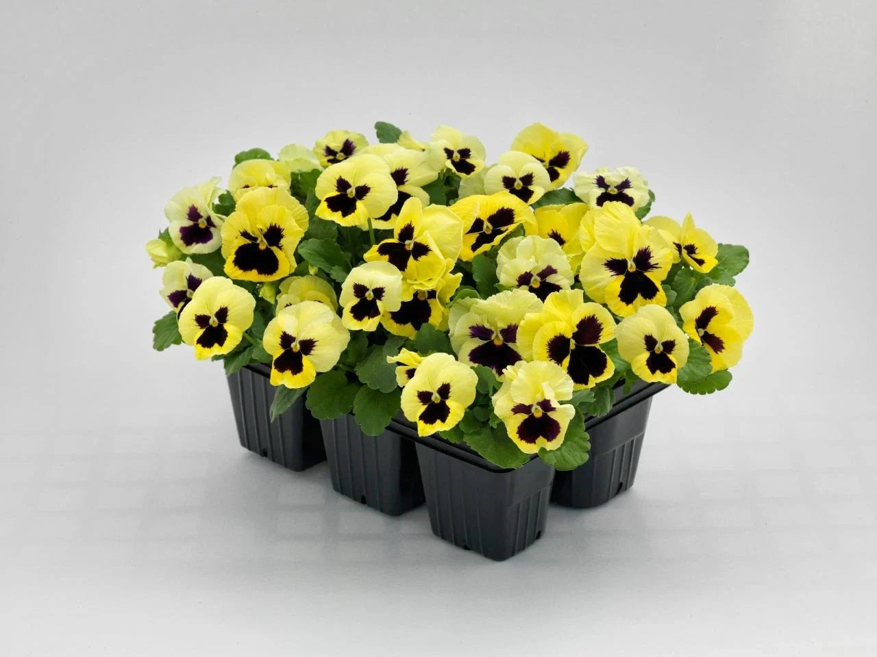 Pansy Seeds - Viola x wittrockiana - Inspire Plus Lemon Variety - 50 Pack for Bright Yellow Flowers