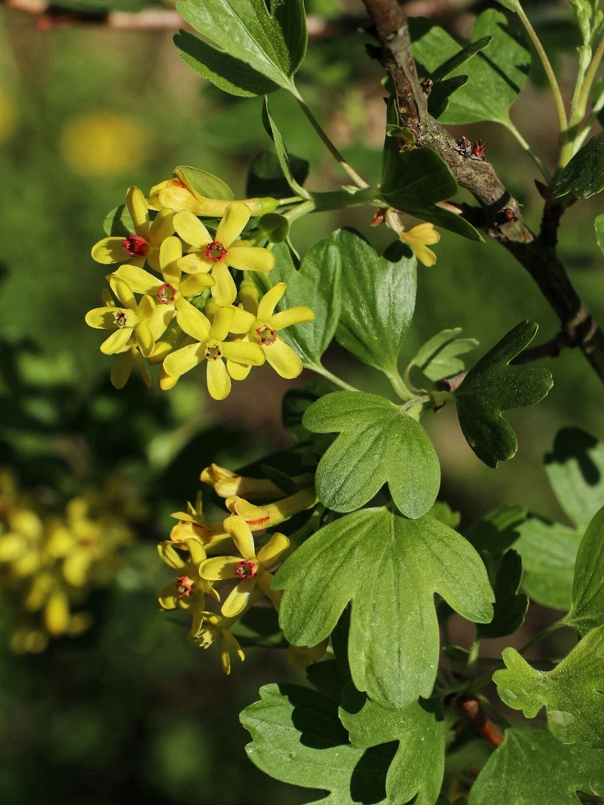Golden Buffalo Currant Seeds, Ribes aureum, Edible Berry Plant, Native Shrub for Gardens, 30 Pack