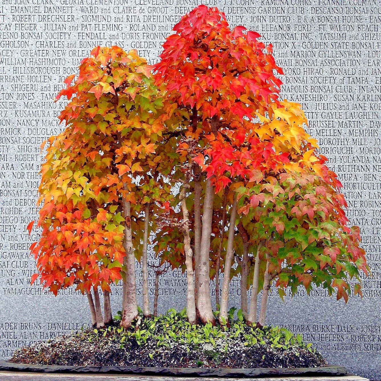 Trident Maple Tree Seeds - Acer buergerianum - Bonsai & Garden Seeds with Vibrant Fall Colors