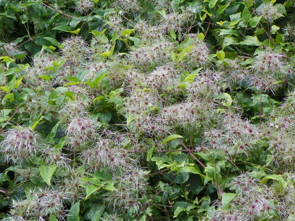 Clematis Seeds - 30 Count - Traveller's Joy & Old Man's Bear (Clematis vitalba) Climbing Vine for Gardens & Fences