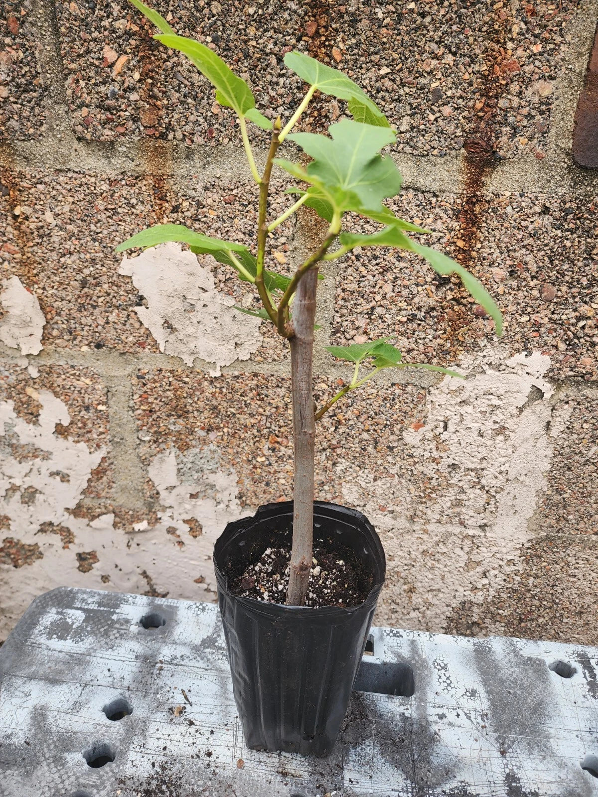 Fig Tree Plant 1-2 Years Old - Ficus Carica Matured Indoor Outdoor Fruit Tree