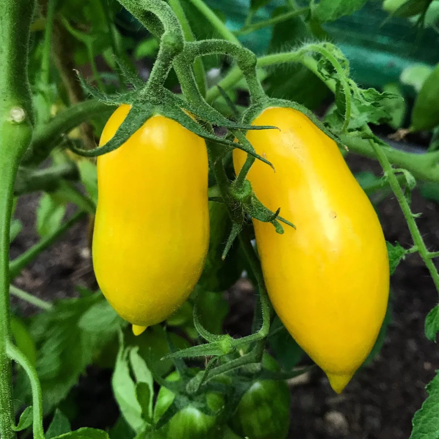 Banana Legs Tomato Seeds - Non-GMO Determinate Variety | Solanum lycopersicum
