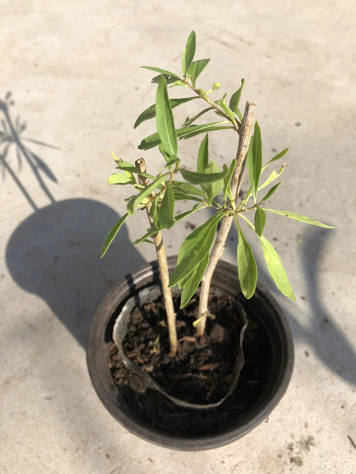 Goji Berry Plant Cuttings in Pot – Live Lycium barbarum Perennial Shrub for Home Gardens and Containers
