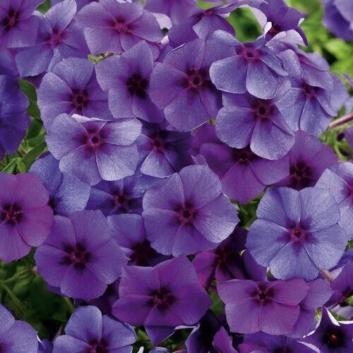 Blueberry Phlox Seeds - 100+ Count for Garden Planting, Phlox paniculata, Vibrant Blue Flowers, Easy to Grow, Full Sun, Free Shipping