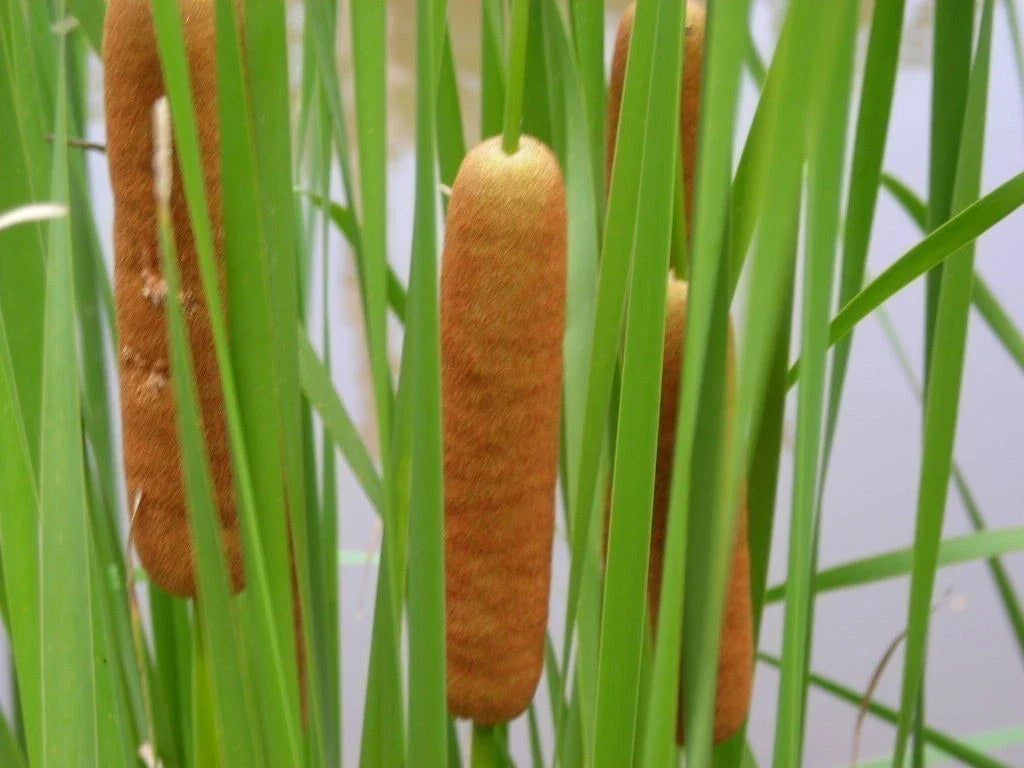 Cold Hardy Dwarf Cattail Plant - Live Aquatic Marginal Pond Plant Typha minima, 2-3 ft, Clumping, Wet Environment