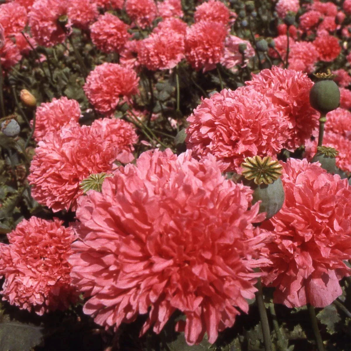 Salmon Double Poppy Seeds - 200+ Packets for Garden Planting - Papaver nudicaule - Vibrant Blooms for Borders & Flower Beds