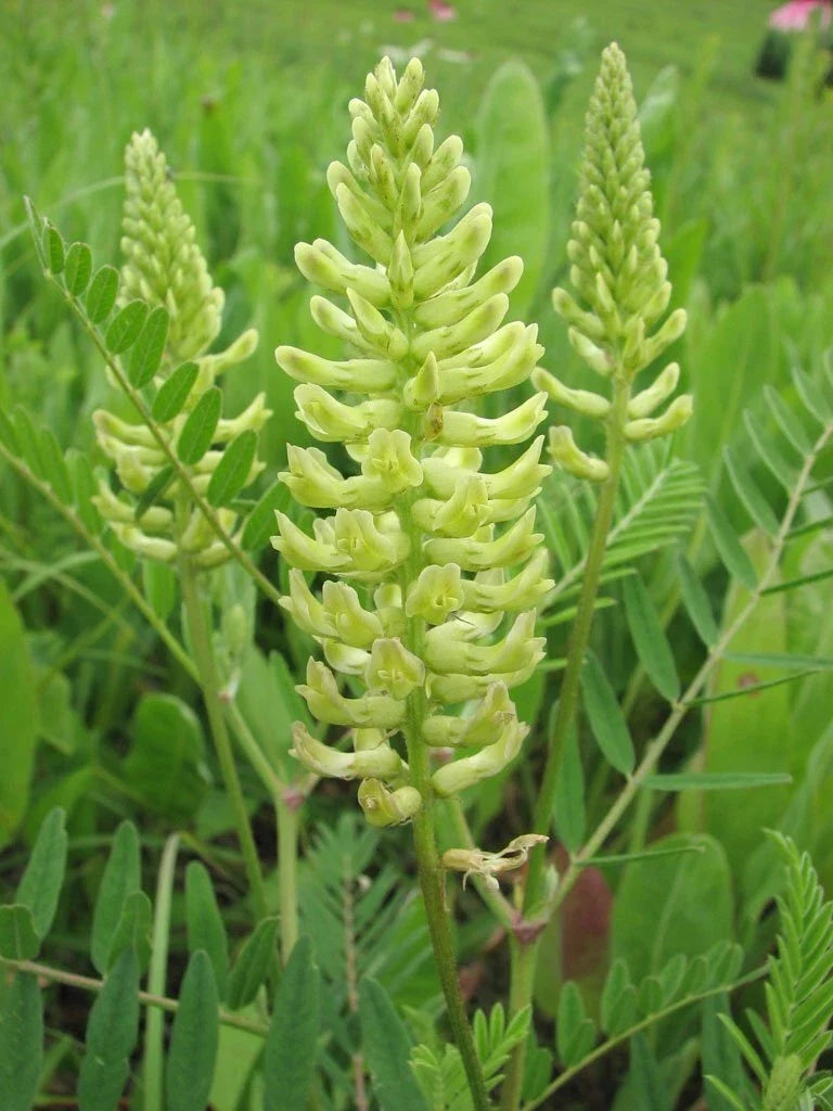 Canada Milk Vetch Seeds - Astragalus Canadensis - Native Wildflower Seeds for Planting, Drought-Resistant Perennial