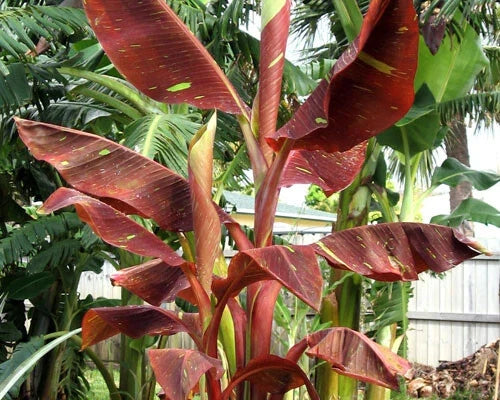 Variegated Ornamental Banana Starter Plant - Siam Ruby - Rare Musa acuminata var. siam ruby Indoor Outdoor