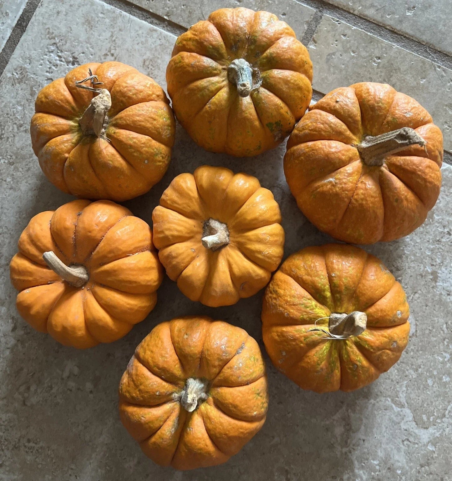 Mini Pumpkin Seeds - Tiny Jack Be Little Gourd for Fall Decor - Cucurbita pepo, Compact Vine, 5 Seeds