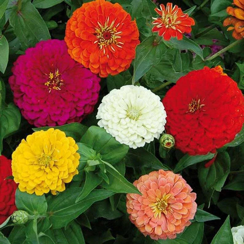 California Giant Mix Zinnia Seeds - 100+ Fresh Zinnia elegans Seeds for Vibrant Garden Blooms