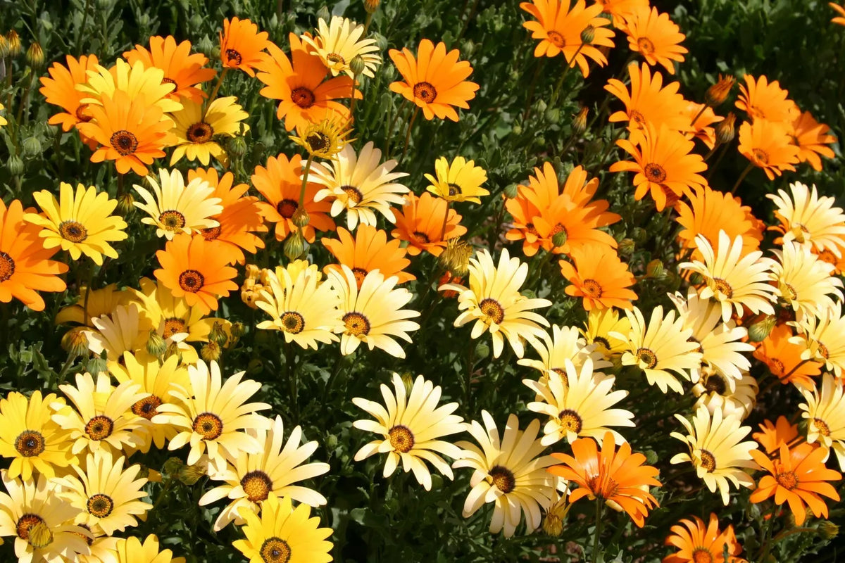 African Daisy Seeds - 100 Seeds, Glandular Cape Marigold, Attracts Bees & Butterflies, Arctotis spp.
