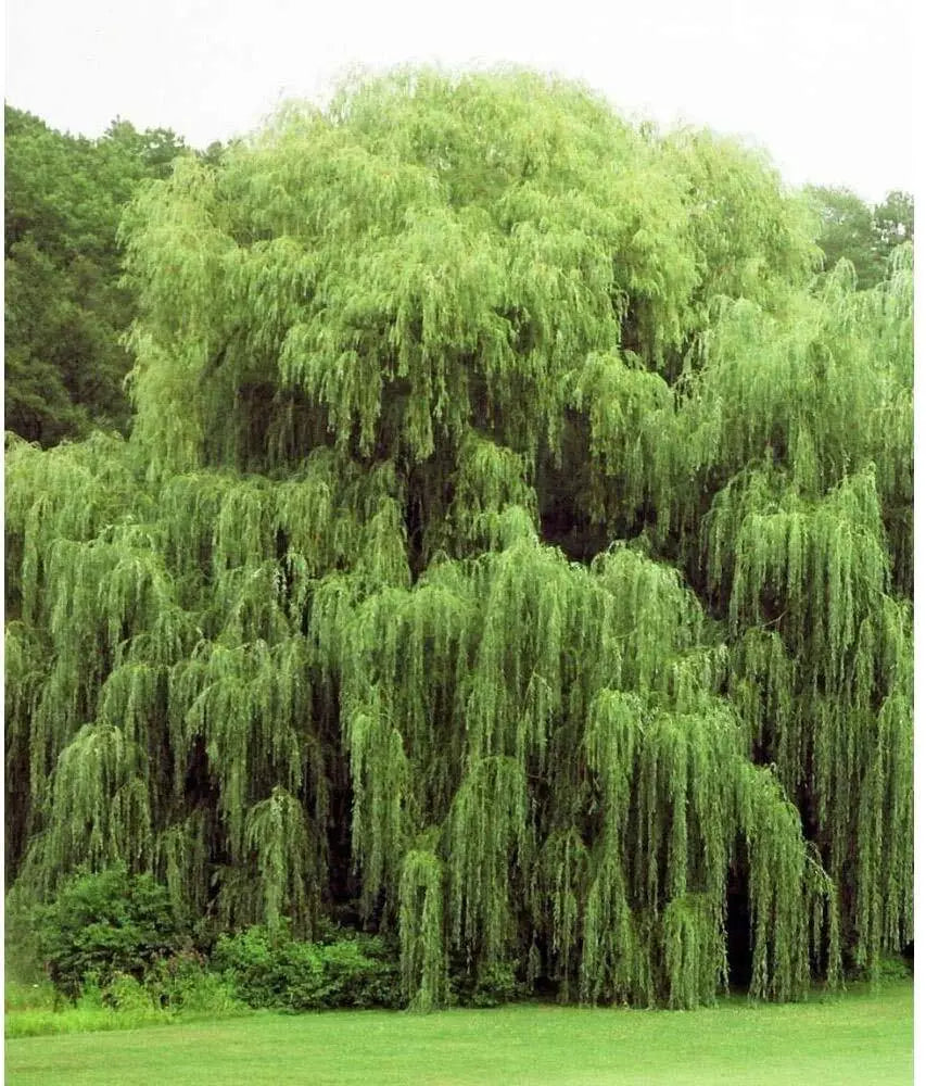 Weeping Willow Tree Cuttings 24 Pack - Salix babylonica - Arching Canopy, Deciduous, Easy Propagation