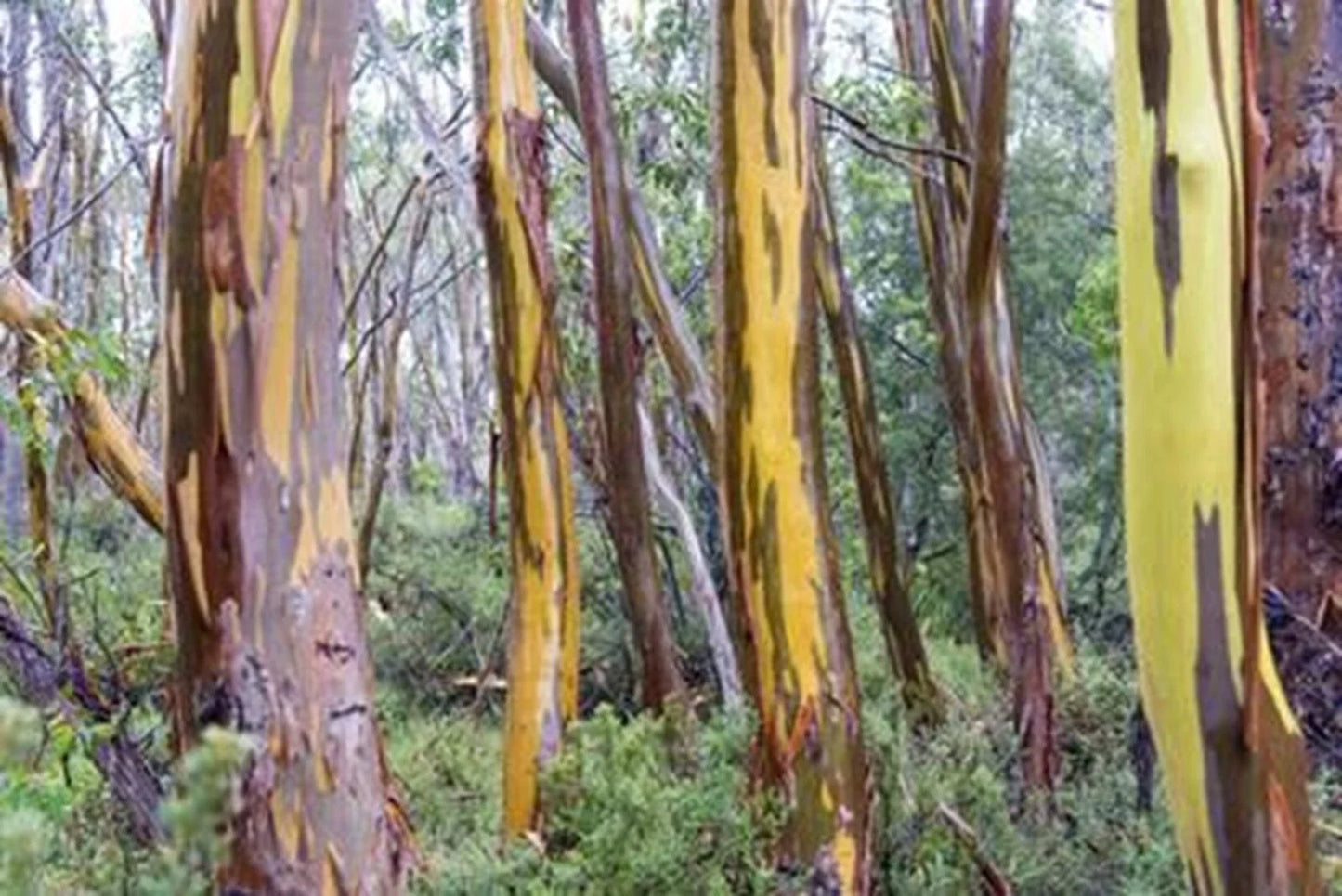 Eucalyptus Seeds - Tasmania Yellow Perennial Tree Seeds - Eucalyptus globulus for Garden, Landscaping, Pollinator Attractant