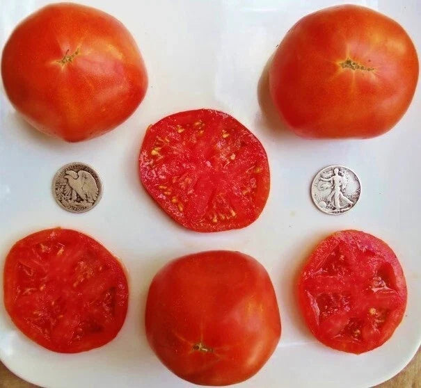 Abe Lincoln Tomato Seeds - 25 Count, Sweet, Juicy, Solanum lycopersicum, Open-Pollinated, Non-GMO, Salad & Sauce Tomatoes