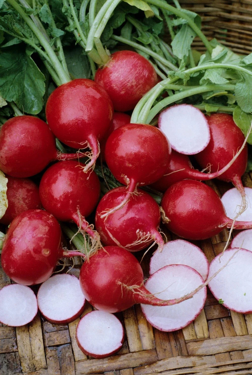Champion Radish Seeds - Organic Non-GMO Heirloom Raphanus sativus - 200+ Seeds for Home Garden, Container & Bed Cultivation