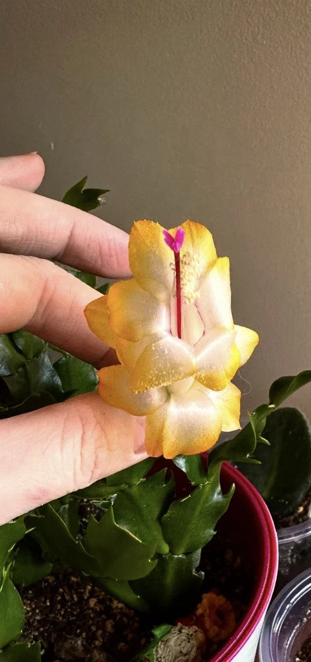 Rooted Golden Schlumbergera Segments - Christmas Cactus Plant for Indoor Gardening - Schlumbergera Truncata