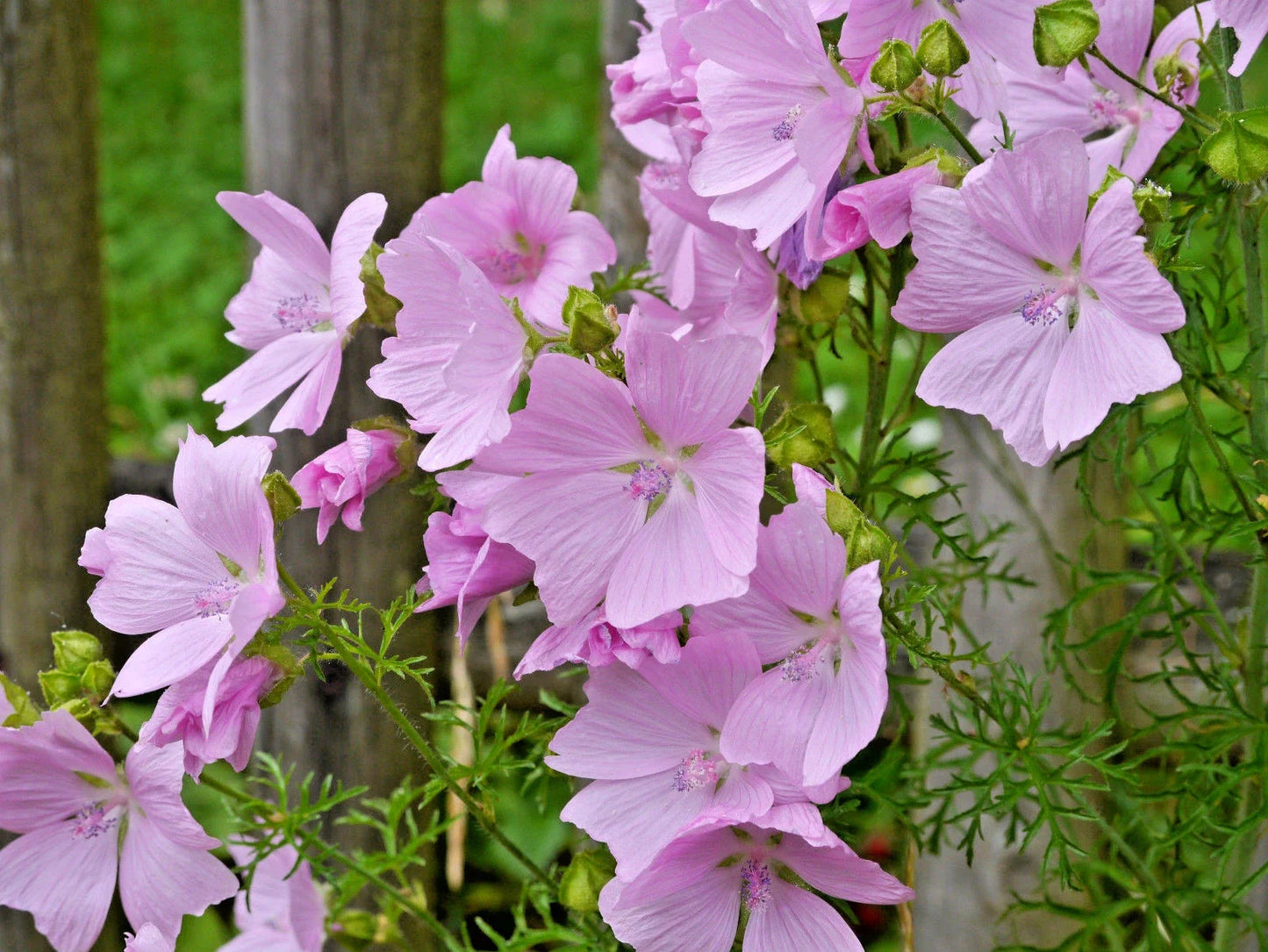 Pink Musk Mallow Seeds - Malva Moschata - Easy to Grow Flower Seeds for Garden, Borders & Wildflowers - 102 Count