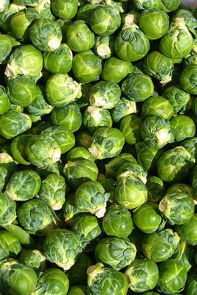Brussels Sprouts Seeds - 520 Count Heirloom Brassica oleracea var. gemmifera for Home Garden & Container Growing