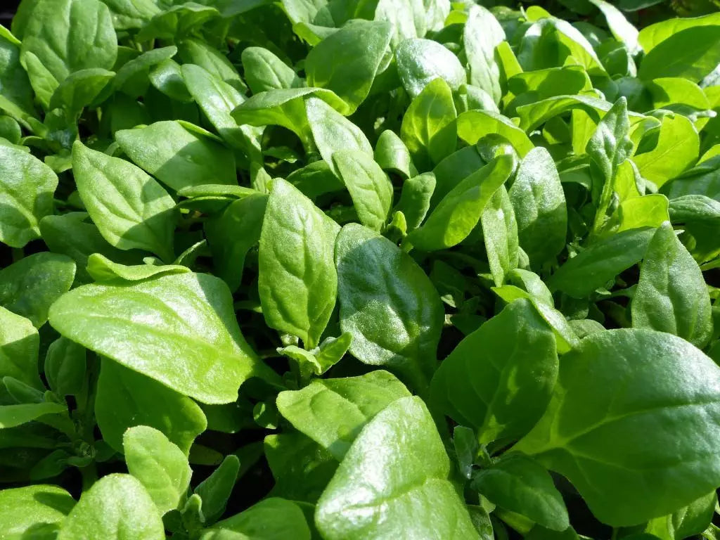 New Zealand Spinach Seeds Bulk Non-GMO Heirloom Tetragonia expansa