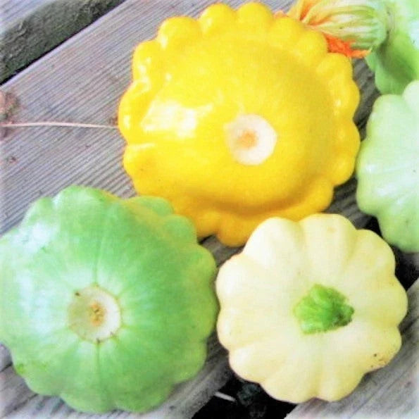 Patty Pan Squash Seeds Mix – Yellow, Green, White – Bush Scallop Cucurbita pepo – Vegetable Garden Planting 2025