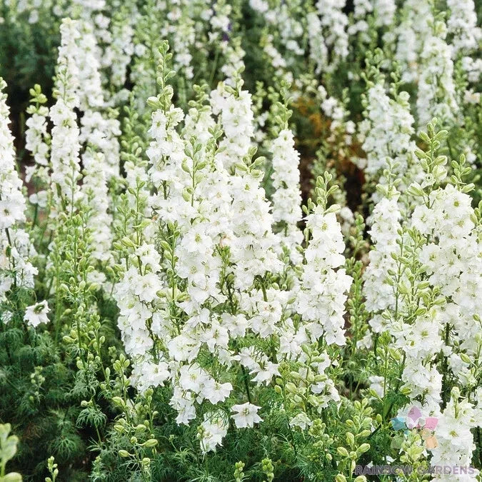 White King Delphinium Seeds - 200+ Pack, Perennial, White Flowers, Delphinium elatum, Garden Planting, USA Grown