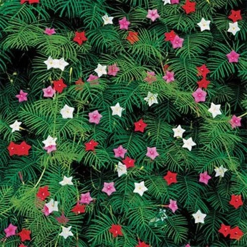 Cypress Vine Seeds - 10 Fresh Ipomoea quamoclit Flower Seeds - Climbing Annual Vine for Garden & Patio