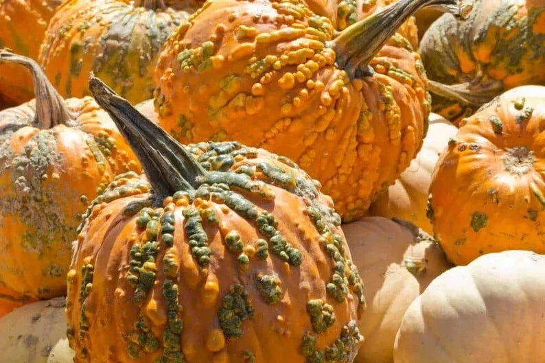 Organic Knucklhead Pumpkin Seeds - Cucurbita pepo, 10 Pack, Unique Knobby Texture, Fall Decoration & Culinary Use