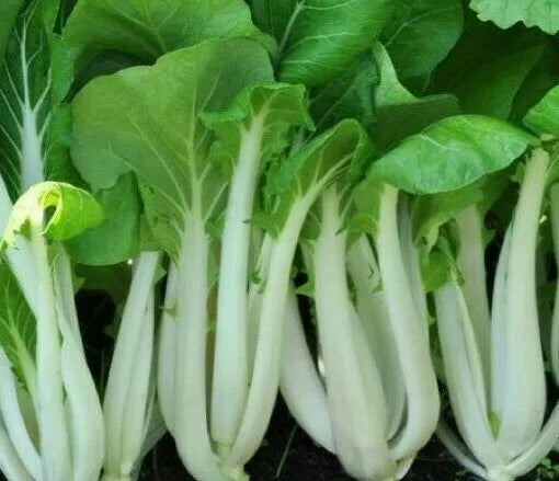 Pak Choi Seeds 300+ | Bok Choy Brassica rapa | Asian Culinary Vegetable Microgreens