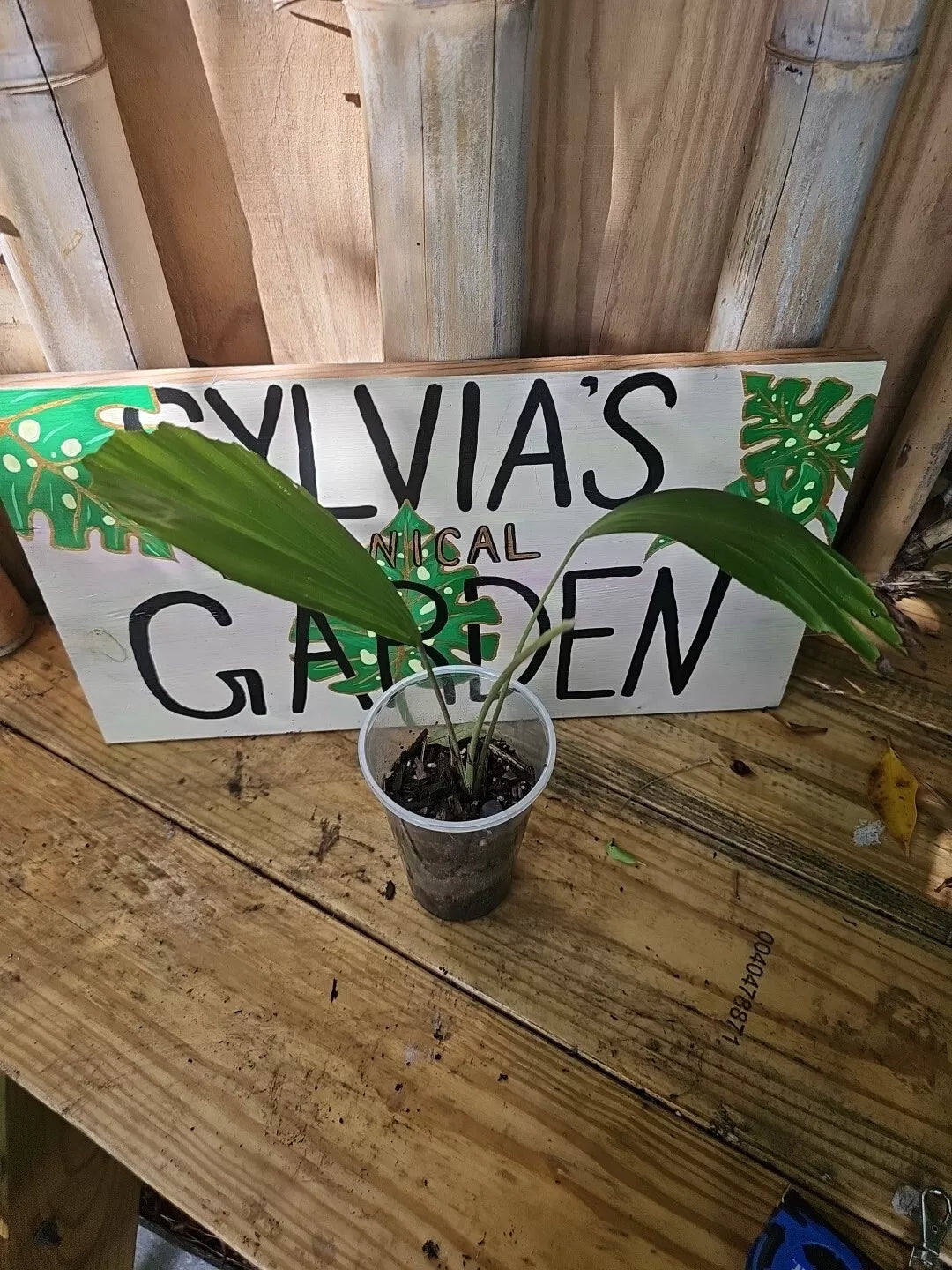 Sugar Palm Tree Seedling (Arenga Pinnata) in 3.5" Pot - Live Tropical Plant