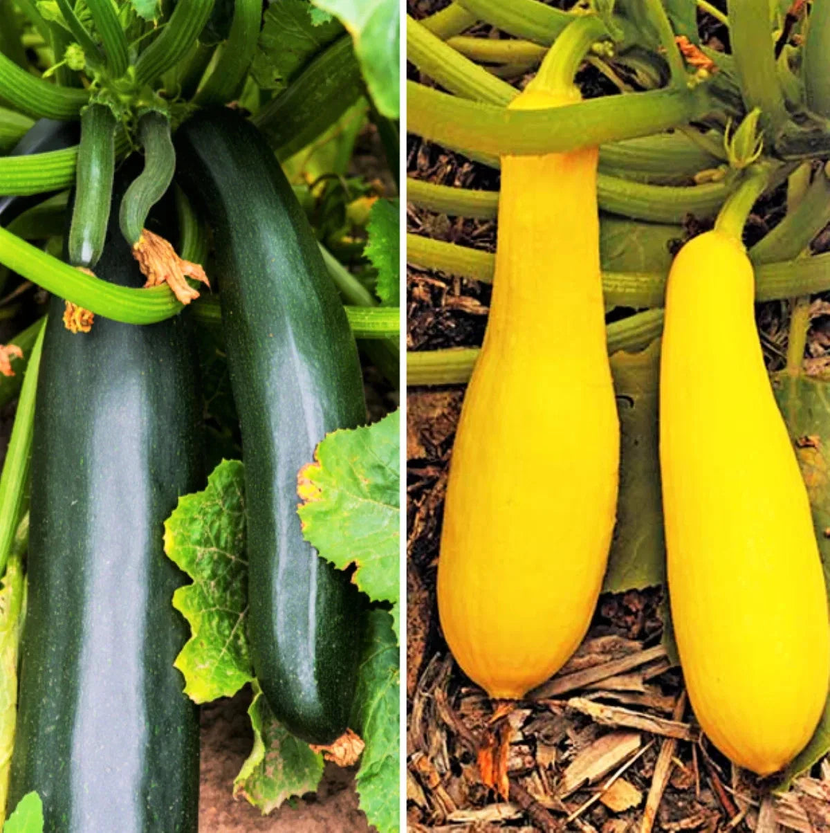 Black and Yellow Summer Squash Seeds Mix - Cucurbita pepo, Vegetable Garden, Non-GMO, Pack of 25 Seeds
