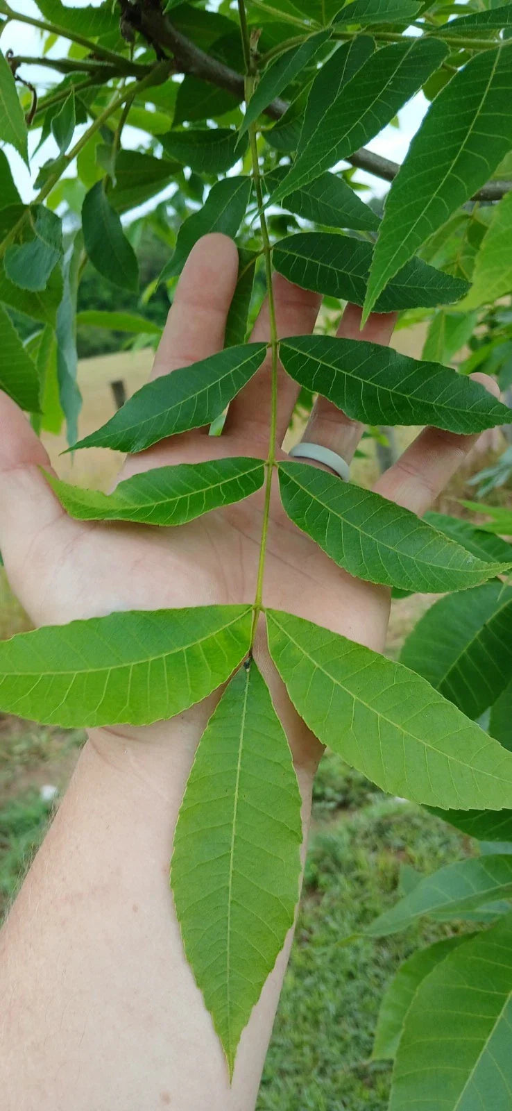 Pecan Seedling Cuttings - 5 Live Green Non-Rooted Carya illinoinensis for Propagation
