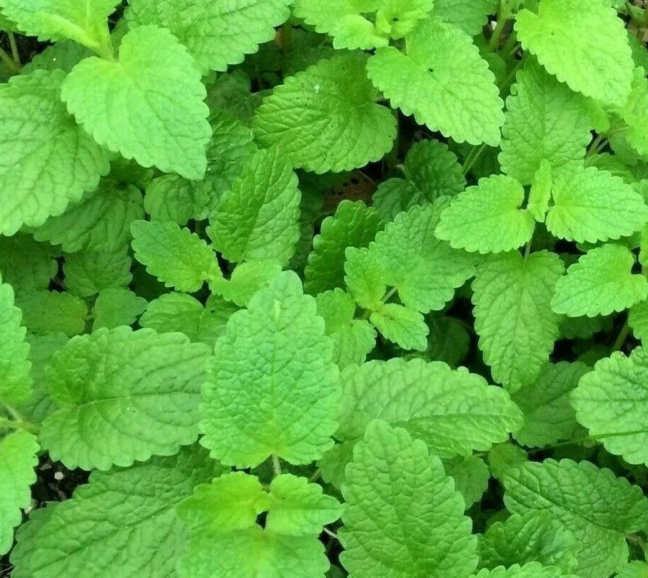 Lemon Balm Seeds - 1000+ Perennial Herb Melissa officinalis for Bees & Butterflies