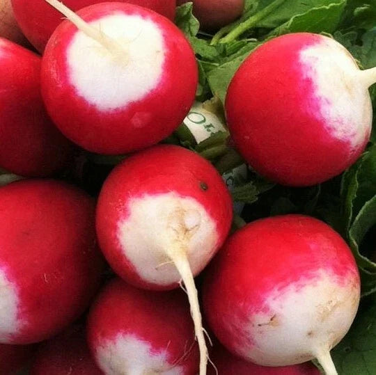 Sparkler Radish Seeds | Pink, Red, White Root Vegetable Seeds | Raphanus sativus | Fast-Growing Garden Radish Pack
