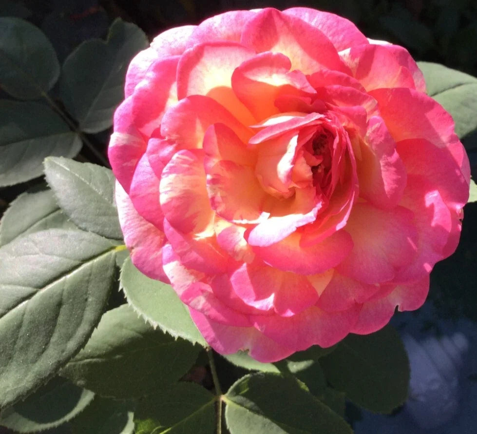 Large Double Delight Rose Cuttings - 3 Stem for Rooting, Fragrant Bi-Color Blooms, Rosa 'Double Delight'