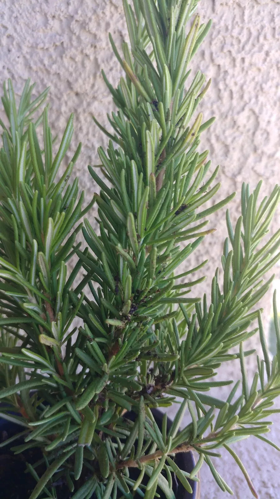 Rosemary Plant - Medium Live Bare Root Herb for Garden, Culinary, Aromatic, Rosmarinus officinalis