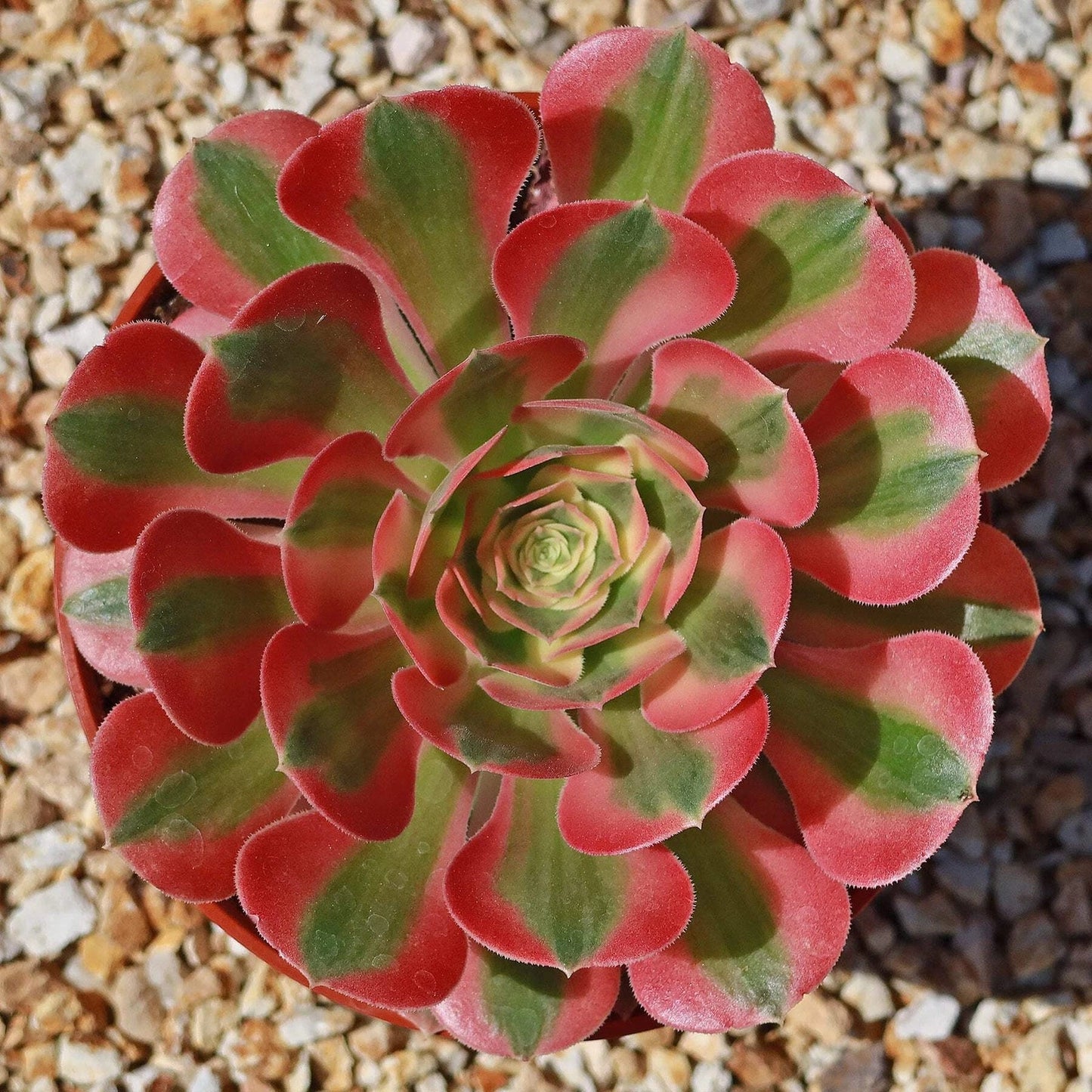 Aeonium Pink Witch Live Succulent Plant 4-Inch Pot, Pink Rosette, Drought Tolerant, Indoor & Outdoor Cactus, Unique Colorful Variety