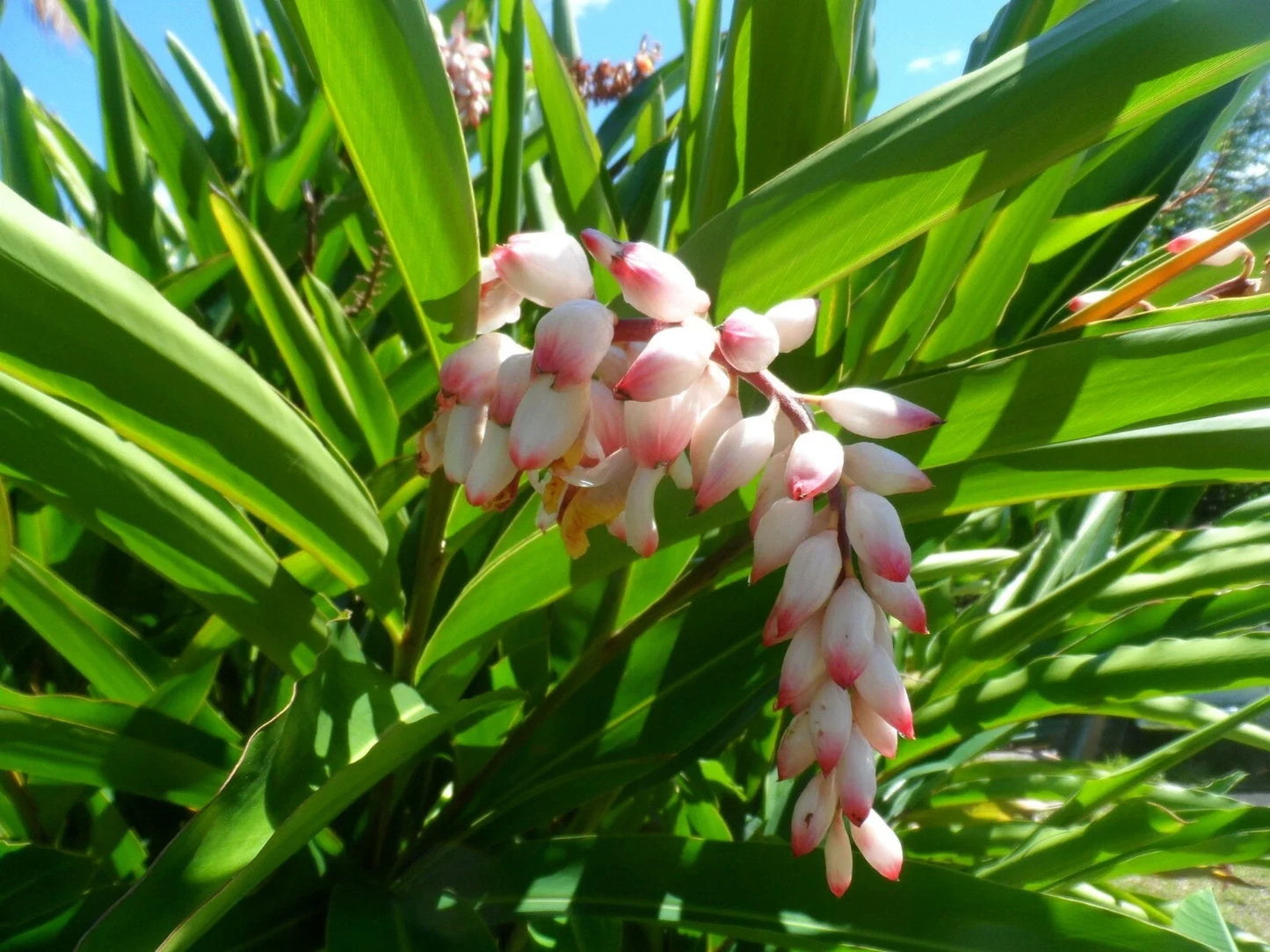 Live Shell Ginger Rhizome - Alpinia Zerumbet - Exotic Porcelain Lily with Fragrant Flowers and Lush Foliage