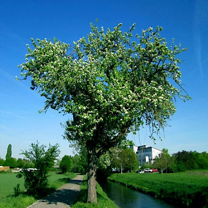 European Pear Tree Seeds Pyrus Communis for Fruit & Flower Garden, Hardy, Fast-Growing
