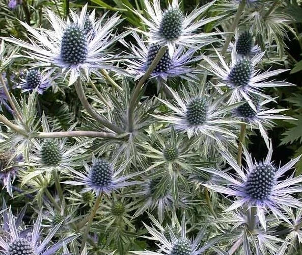 Eryngium alpinum 'Blue Star' Sea Holly Seeds - 10 Pack, Drought-Tolerant Blue Flowering Perennial Seeds