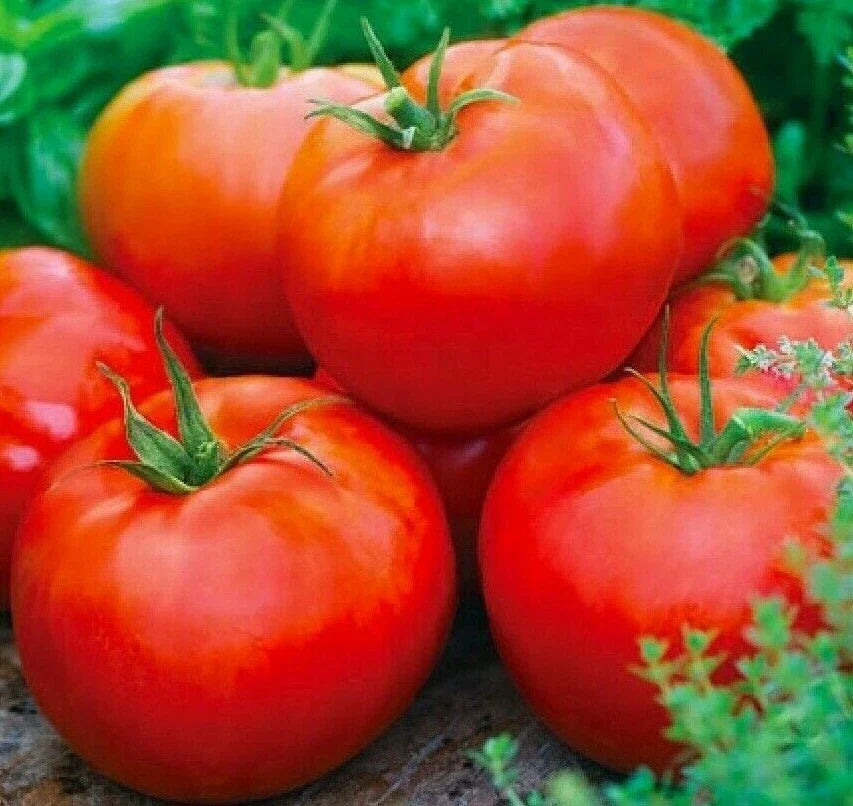 ACE 55 Tomato Seeds - 100+ Pack Culinary Cooking Vegetables Solanum lycopersicum