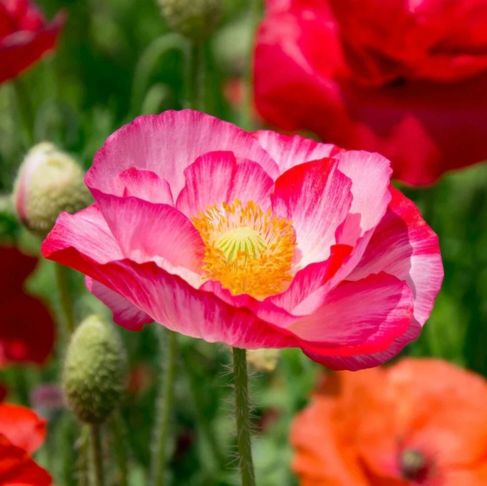 Double Mix Shirley Poppy Seeds – Pink and Red Papaver rhoeas Wildflower Seeds for Gardens, Borders, and Meadows